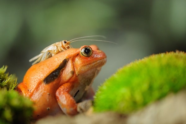 Tomato Frog With Cricket