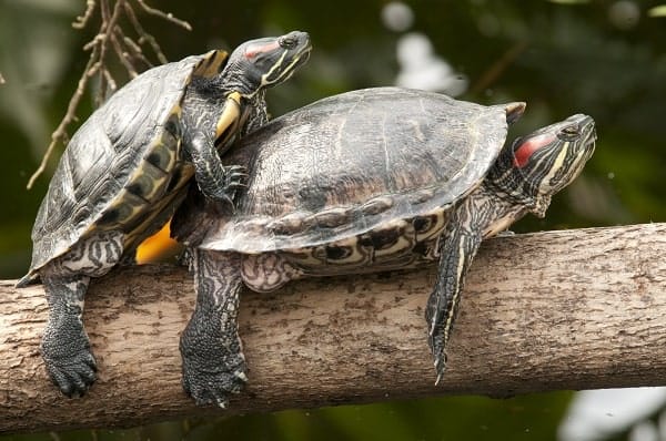 Two Turtles Mating On Tree Truck