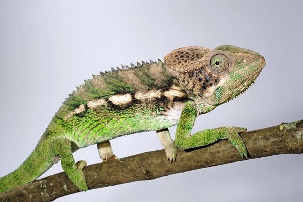 Warty Chameleon
