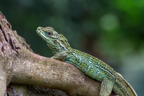 Weber's Sailfin Lizard