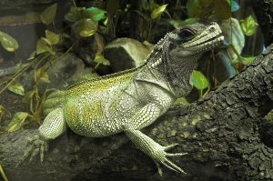 Sailfin Dragon: Care, Enclosure Setup, Diet Guide & Facts for Owners