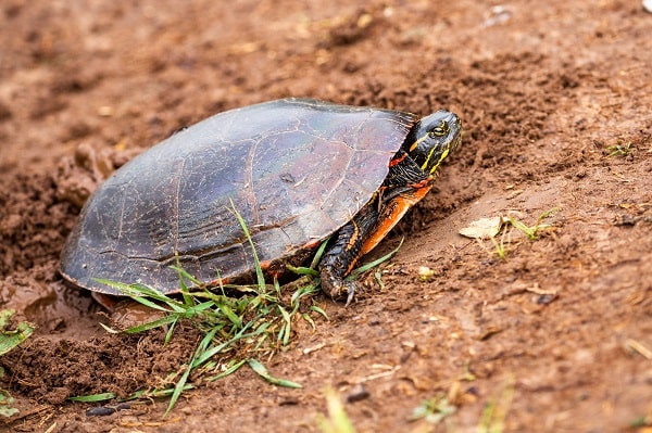 30 Best Pet Turtles Experts Always Recommend [w/ Pictures ...