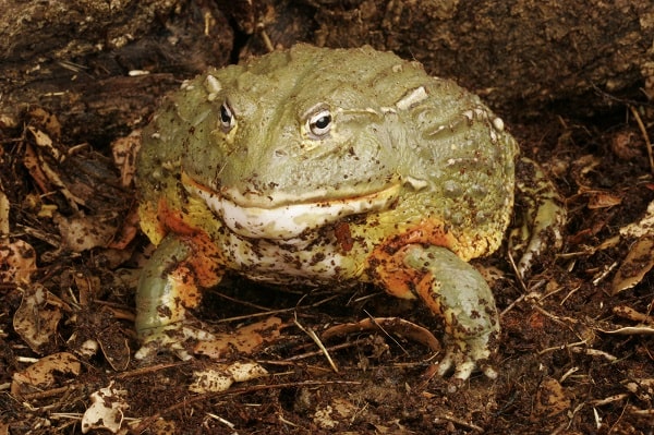 Wild African Bullfrog