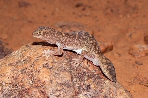 Wild African Fat Tailed Gecko