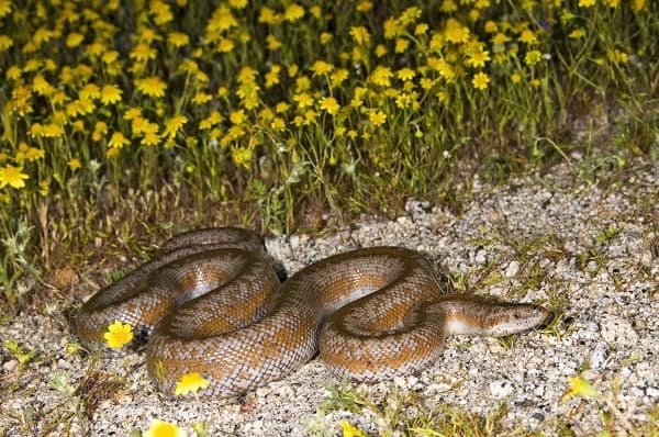 Wild Rosy Boa