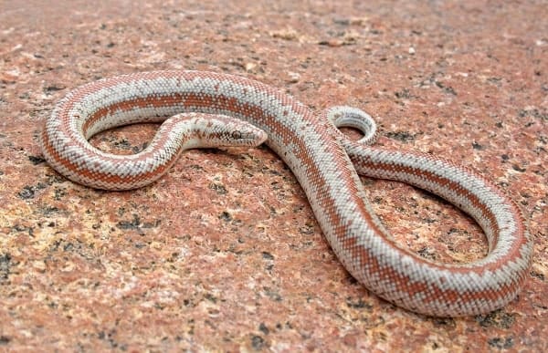 Wild Rosy Boa