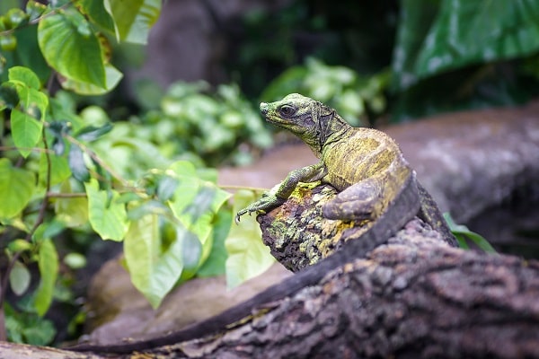 Wild Sailfin Dragon