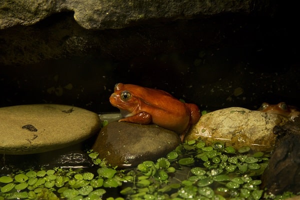 Wild Tomato Frog