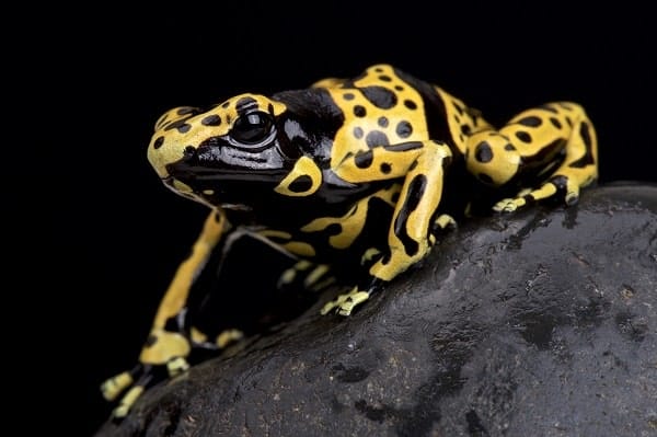 Yellow-banded poison dart frog