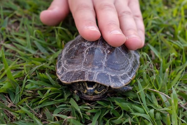 turtle exploring outside