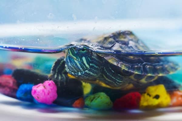 turtle in tank with rocks