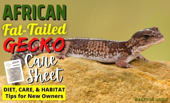 African Fat Tailed Gecko