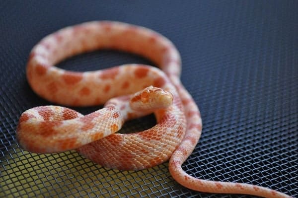 Albino Corn Snake Closeup