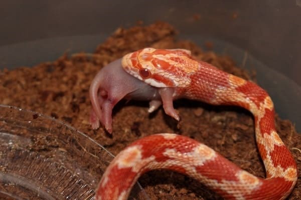 Albino Corn Snake Eating Pinkie Mouse