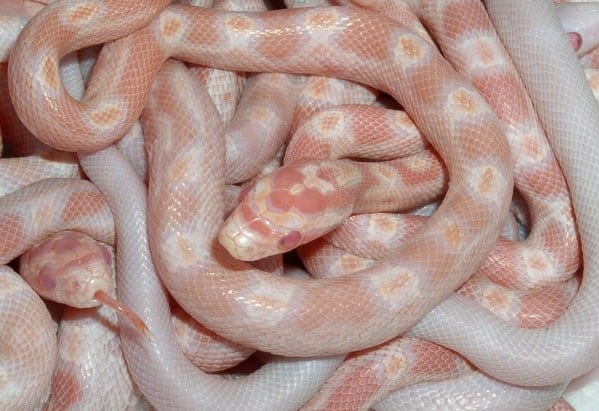 Albino Corn Snake Hatchlings