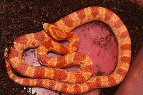 Albino Corn Snake Inside Enclosure