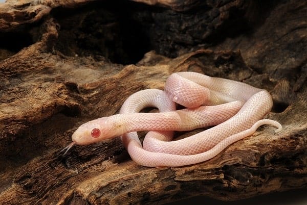 Baby Albino Corn Snake