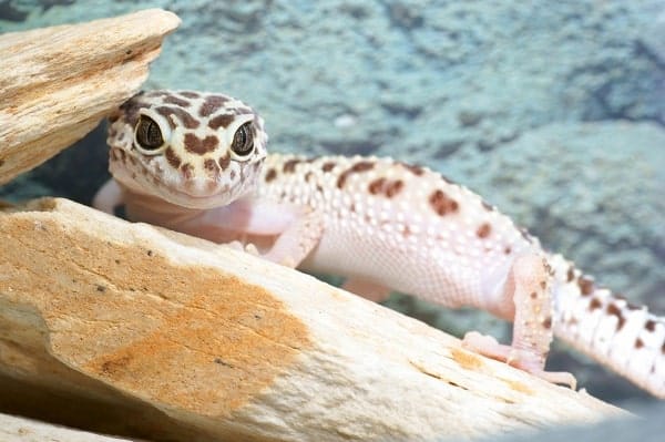 Baby Leopard Gecko Basking