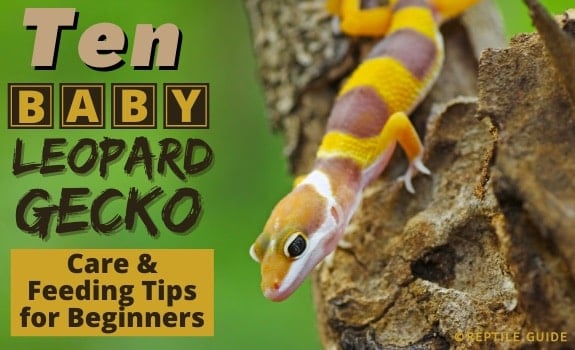 Baby Leopard Gecko Care