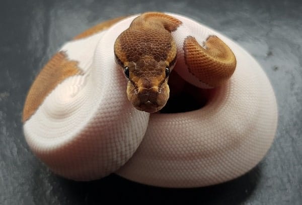 Baby Pied Ball Python