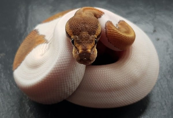 ball python face