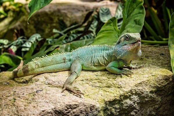 Basking Chinese Water Dragon