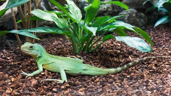 Captive Chinese Water Dragon