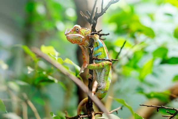 Captive Panther Chameleon Climbing Branch