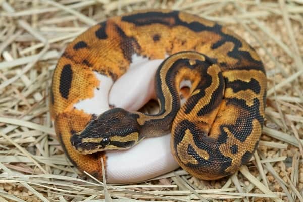 Captive Pied Ball Python