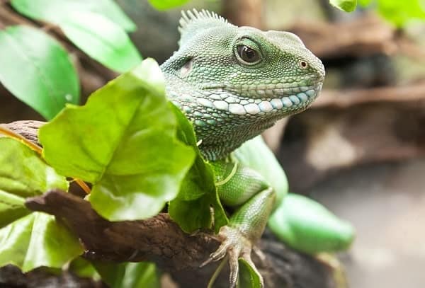 Chinese Water Dragon Climbing