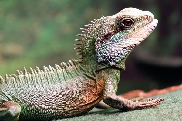 Chinese Water Dragon Closeup