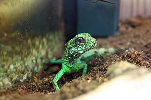 Chinese Water Dragon Inside Enclosure