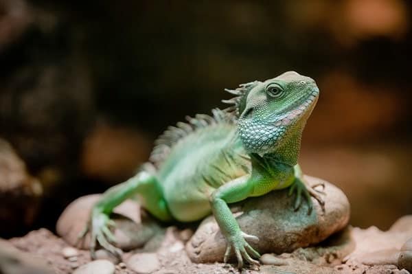 Chinese Water Dragon Laying On Rock