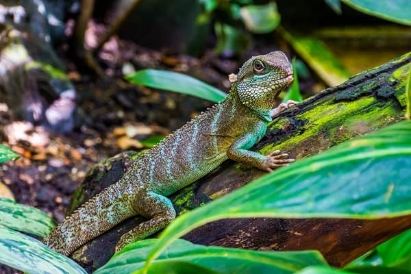 Chinese Water Dragon Outdoors