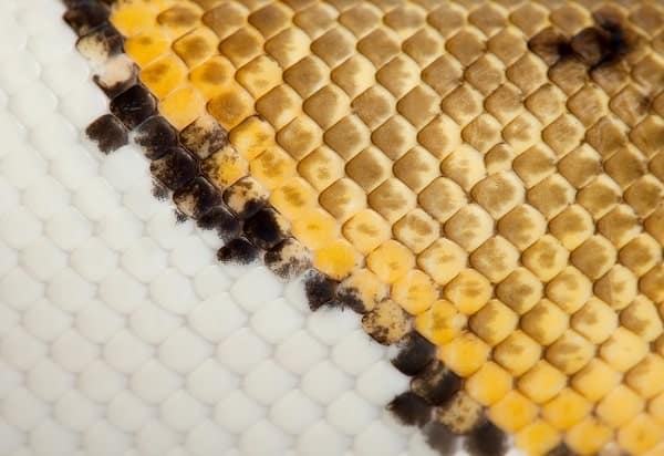 Close-up of Pinstripe Pied Royal Ball Python Skin