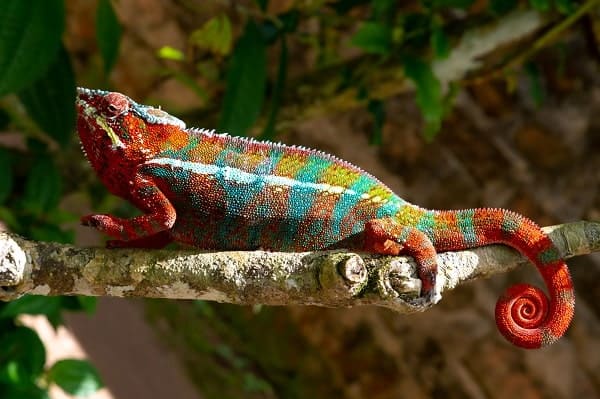 Colorful Panther Chameleon