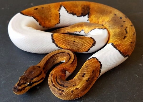 Curled Pied Ball Python