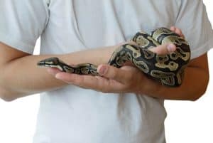 Ball Python Size: How Big do Ball Pythons Get?