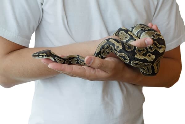 full grown ball python