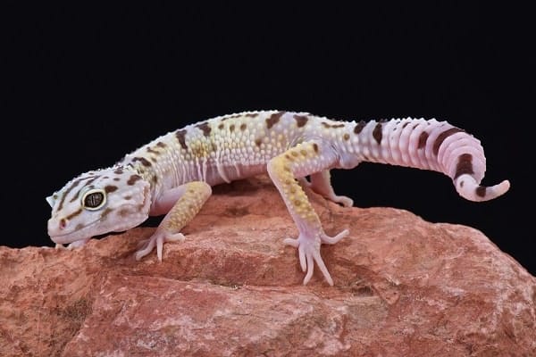 Iranian fat tailed gecko