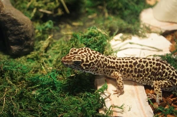 Juvenile Leopard Gecko Habitat