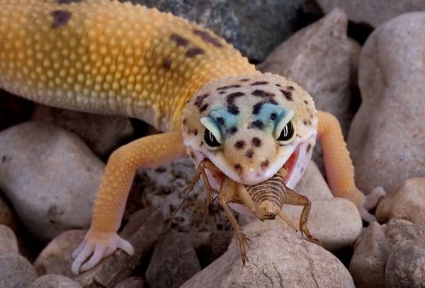 Leopard Gecko Eating Cricket