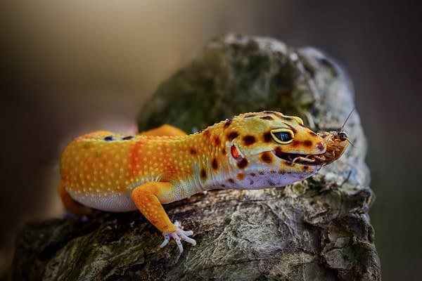Leopard Gecko Eating Dusted Cricket