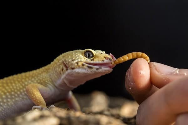 Are any of these scents safe for my leopard gecko? They are melted with a  light bulb underneath? I'm new to owning a gecko and was wondering if it  would be safe