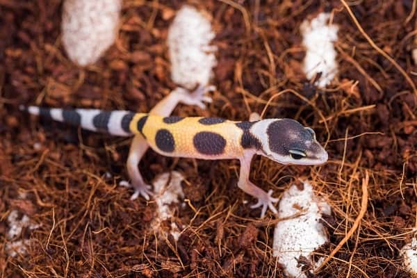 Leopard Gecko Hatchling