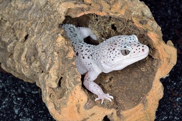 Leopard Gecko Inside Humid Hide