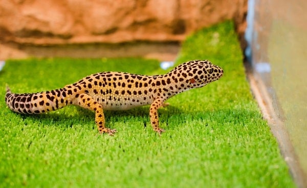 Leopard Gecko On Artificial Grass Substrate