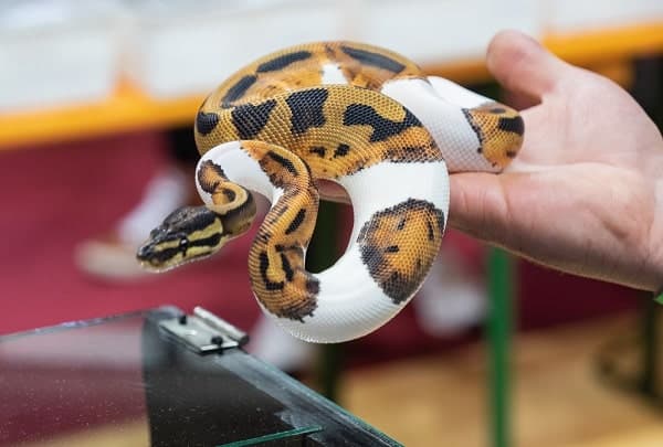 Owner Holding Orange Ghost Pied Ball Python