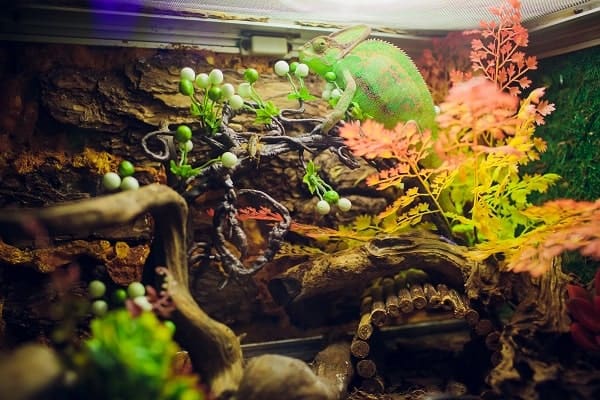 Panther Chameleon Basking Inside Habitat