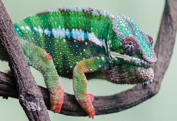 Panther Chameleon Climbing On Branch